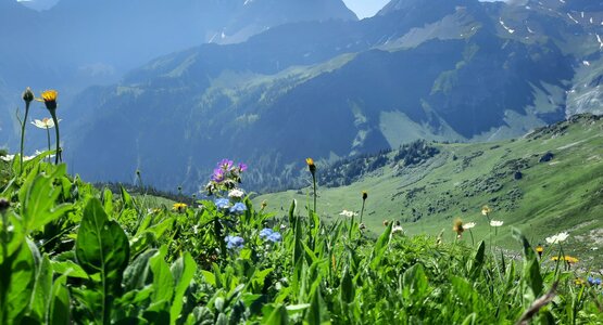 Blumen,Gras,Himmel | © Wiese (c) Lungkofler Bettina