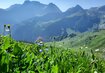 Blumen,Gras,Himmel | © Wiese (c) Lungkofler Bettina