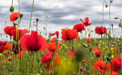 Gmünd Waldviertel Mohnblüte Mohn Blume Niederösterreich  | © pixabay