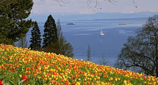 Mainau Bodensee Tulpen | © (c) Mainau GmbH