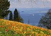 Mainau Bodensee Tulpen | © (c) Mainau GmbH