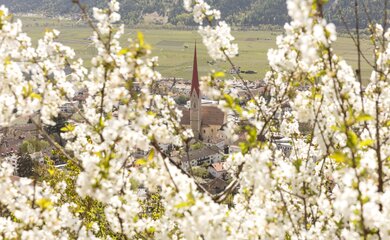 Wandern Meran Italien Südtirol Trentino Apfel Apfelblüte  | © Vinschgau Marketing_Frieder Blickle